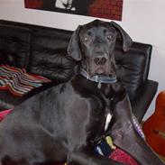 Grand danois Tiny og Otis