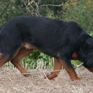 Rottweiler Vom Dornenhof Jaffa