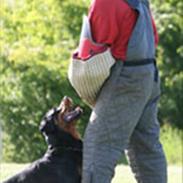Rottweiler Vom Dornenhof Jaffa