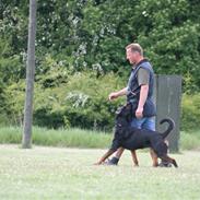 Rottweiler Vom Dornenhof Jaffa