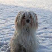 Coton de tulear Charlie