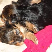 Yorkshire terrier Thilde