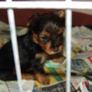 Yorkshire terrier Thilde