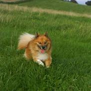 Islandsk fårehund Finni