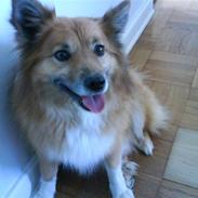 Islandsk fårehund Finni