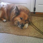 Islandsk fårehund Finni