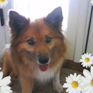 Islandsk fårehund Finni