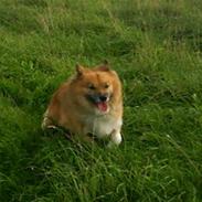 Islandsk fårehund Finni