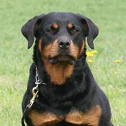Rottweiler Vom Dornenhof Jaffa