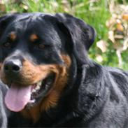 Rottweiler Vom Dornenhof Jaffa