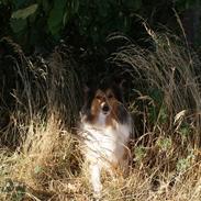 Shetland sheepdog zenta