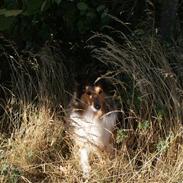 Shetland sheepdog zenta