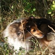 Shetland sheepdog zenta
