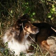 Shetland sheepdog zenta