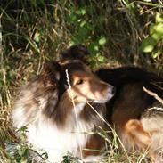 Shetland sheepdog zenta