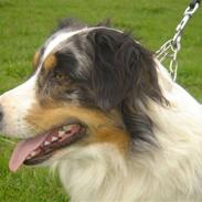 Australian shepherd filter