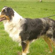 Australian shepherd filter