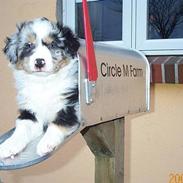 Australian shepherd filter