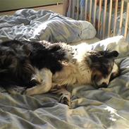 Australian shepherd filter