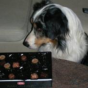 Australian shepherd filter