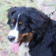 Berner sennenhund Hannibal