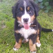 Berner sennenhund Hannibal