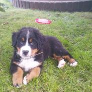 Berner sennenhund Hannibal