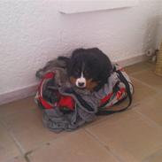 Berner sennenhund Hannibal