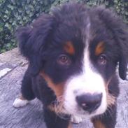 Berner sennenhund Hannibal