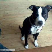 Amerikansk staffordshire terrier chili