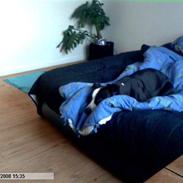 Amerikansk staffordshire terrier chili