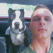 Amerikansk staffordshire terrier chili