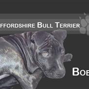 Staffordshire bull terrier Bobo