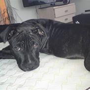 Staffordshire bull terrier Bobo