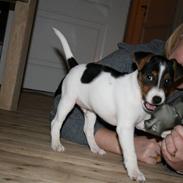 Dansk svensk gaardhund Pondus