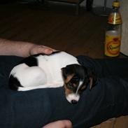 Dansk svensk gaardhund Pondus