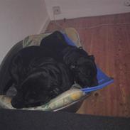 Staffordshire bull terrier Bobo