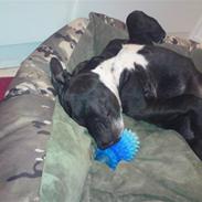 Staffordshire bull terrier Bobo