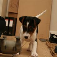 Dansk svensk gaardhund Pondus