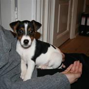 Dansk svensk gaardhund Pondus