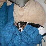 Dansk svensk gaardhund Pondus