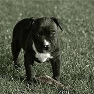 Staffordshire bull terrier Tjalfe