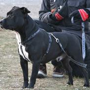 Staffordshire bull terrier Tjalfe