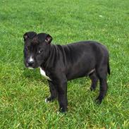 Staffordshire bull terrier Tjalfe