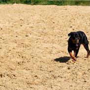 Rottweiler Maddie