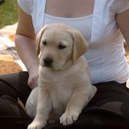 Labrador retriever Basse