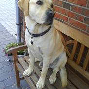 Labrador retriever Basse