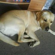 Labrador retriever Basse