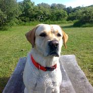 Labrador retriever Basse