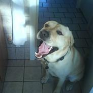 Labrador retriever Basse